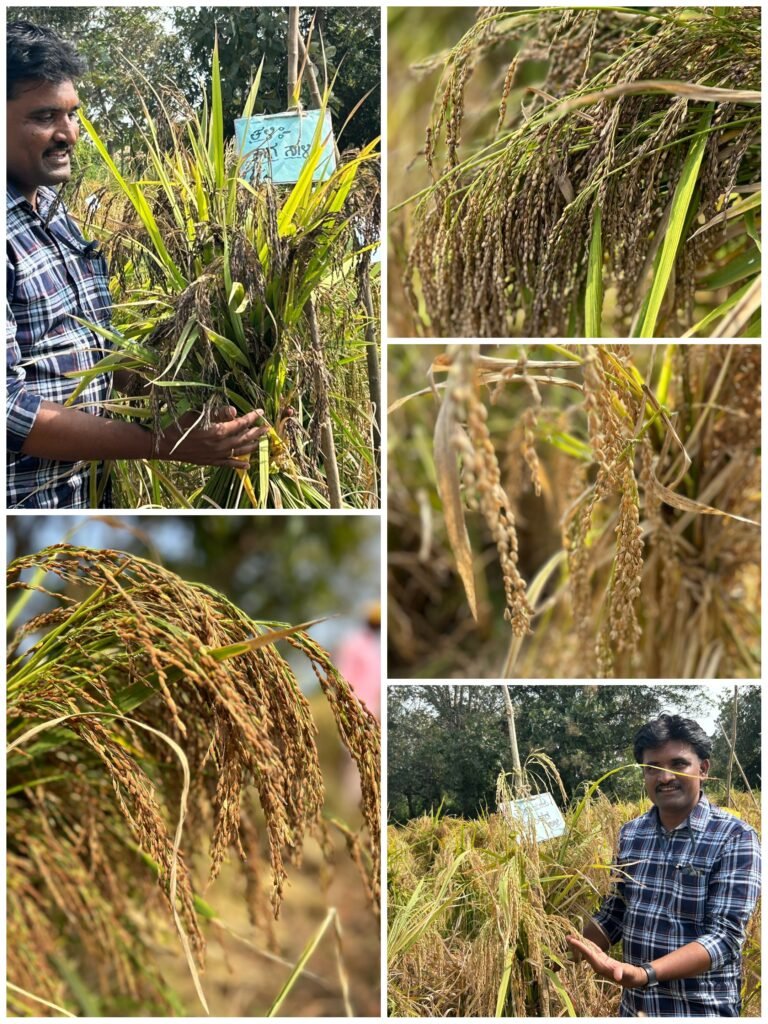 ಕ್ಷೇತ್ರೋತ್ಸವದಲ್ಲಿ ‘ಭತ್ತದ ಘಮಲು’ ಕಿತ್ತೂರಿನಲ್ಲಿ ಭತ್ತದ 110 ತಳಿಗಳ ಪ್ರದರ್ಶನ; ರೈತರ ಸಂಗಮ!